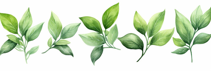 Fresh Basil Leaves and Stem. Watercolour Illustration of Basil Leaf Isolated on White.
