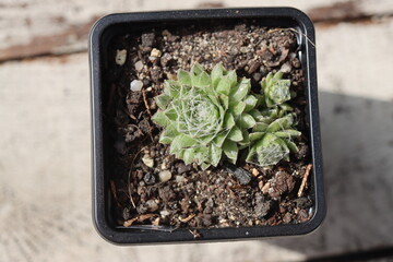 Sempervivum arachnoideum SCHWARZE WITWE rojnik pajęczynowaty