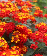 Dazzling Blossoms: Capturing the Beauty of Multiple Attractive Flowers