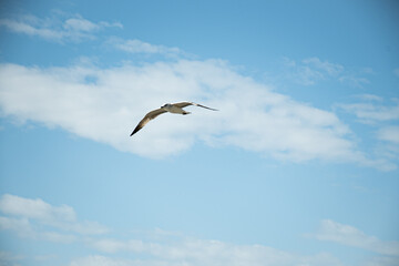 seagull flying in the sky in istanbul city