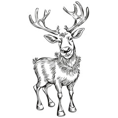 Hand Drawn Christmas Reindeer, deer Sketch Vintage Engraving, black white isolated Vector outlines template for greeting card, poster, invitation
