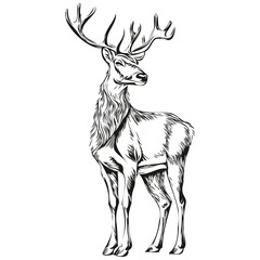 Hand Drawn Christmas Reindeer, deer Sketch Vintage Engraving, white black isolated Vector ink outlines template for greeting card, poster, invitation, logo