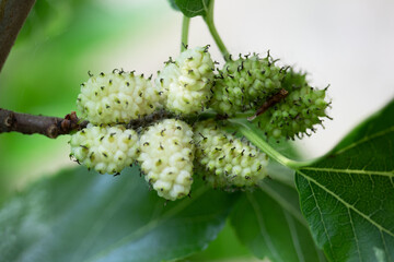 Mulberry Elegance: High-Resolution Visuals of Berries on the Branch