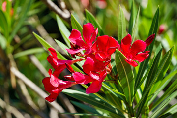 Close-up of red Oleander flower (Nerium oleander) on blue sky background. Blossom of Nerium...
