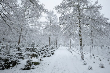 Fototapeta premium Snow covered Christmas trees in a forest nursery in Europe. Cloudy day, snowfall, no people