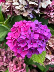 pink hydrangea flowers