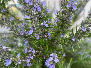 flowers in the garden