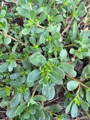 Obraz premium leaves background