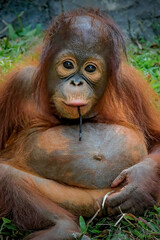 closeup baby bornean orangutan