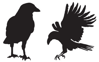 Ink pen vector set of silhouettes of crows isolated on white background. Elements for design,tattoo and printing	
