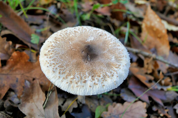 A beautiful specimen of Macrolepiota procera (Parasol Mushroom) growing through the autumnal leaf litter

