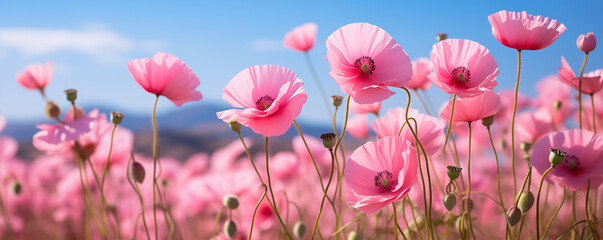 Flowers pink poppies blossom on wild field. Beautiful field pink poppies with selective focus. soft light. Banner.