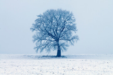 Lonely tree in the fog on a winter morning. Landscape on a frosty morning.