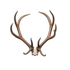 antlers of a deer isolated