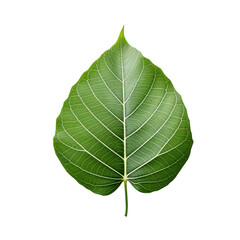 Obraz premium Vibrant Green Bodhi Leaf on Transparent Background, PNG