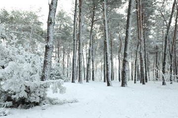 Beautiful view of snowy forest on winter day