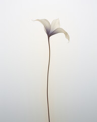 flower, calla, lily, white, nature, plant, isolated, flora, bloom, lilly, flowers, black, beauty, blossom, floral, wedding, arum, leaf, garden, petals, close-up, beautiful, cala, petal, ai generative