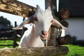 Cute goat inside of paddock at farm