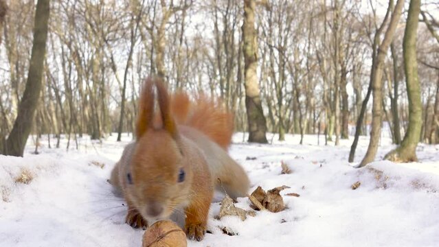 Curious squirrel picks and hides walnuts in the winter forest. Animal survival in the wintertime
