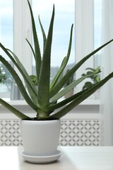 Green aloe vera plant in pot on table indoors