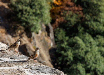 duo d'accenteurs alpins