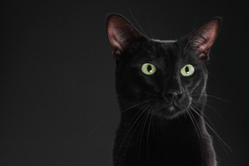 Adorable cat on black background, closeup with space for text. Lovely pet