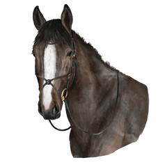 Black horse head in a bridle. Equine watercolor portrait isolated on white background © H_Anna