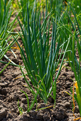 Green onions growing in the garden. spring vegetables. Organic food. Macro