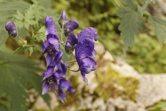 Tojad, Aconitum sp, monkshood