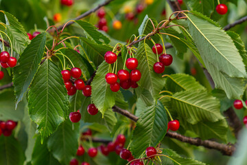 cherry tree branch with ripe large fruits