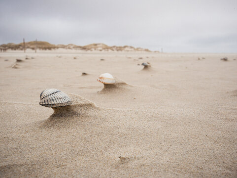 Sandverwehungen mit Muscheln Nordsee 