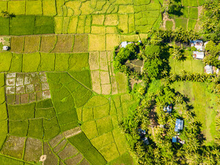 Agricultural land with paddy green fields in countryside. Camiguin, Philippines.