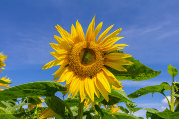 Yellow sunflowers bloom against a blue sky background