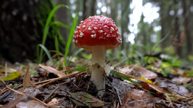 Red fly agaric (Amanita muscaria) in a  pine autumn forest.