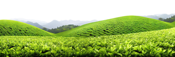 Picturesque tea plantation, cut out - obrazy, fototapety, plakaty