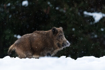 Wild boar in the snowfall, forest background
