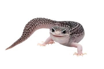 Eublepharis macularius pied female closeup on isolated background
