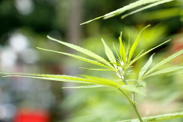 Photo set of cannabis in Thailand