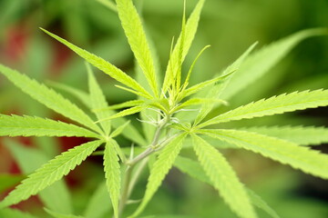 Photo set of cannabis in Thailand