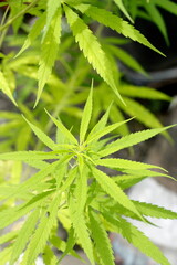 Photo set of cannabis in Thailand