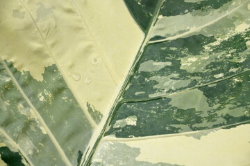 Photo set Bon leaves, colors and patterns of nature