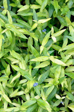 Background photo set Dayflower, green and light gree
