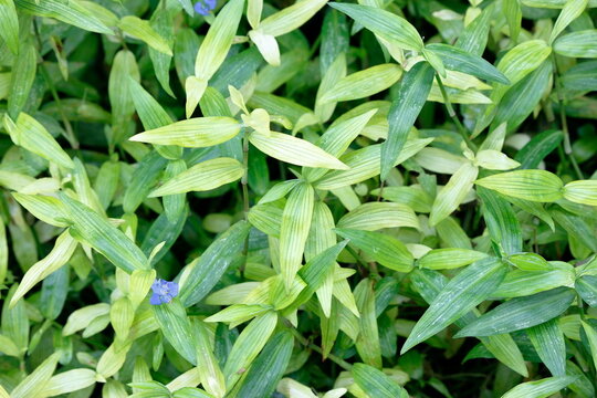 Background photo set Dayflower, green and light gree