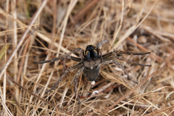 Araña lobo europea 