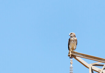 Águila culebrera (Circateus gallicus)