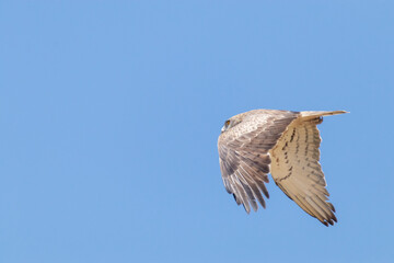 Águila culebrera (Circateus gallicus)