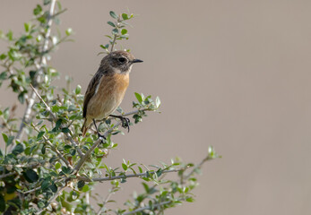 Tarabilla común. Saxicola rubicola