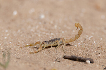 Escorpión amarillo común.