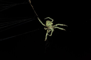 Araña de la cruz (Araneus diadematus)