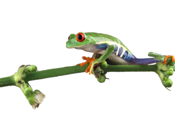 Red-eyed tree frog on white background, red-eyed tree frog (Agalychnis callidryas) closeup